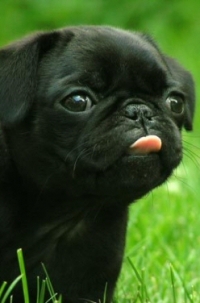 Mr Puggsly